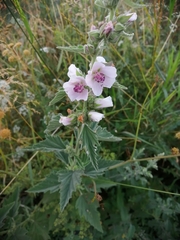 Althaea