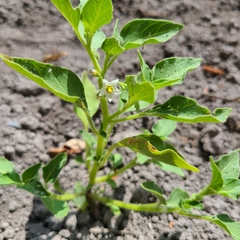 Solanum physalifolium nitidibaccatum