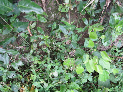 Tahitian bridalveil (Gibasis geniculata)