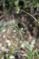 Euphorbia microcarpa