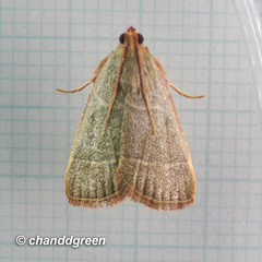 Hypsopygia nonusalis