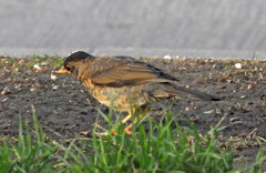 Turdus falcklandii