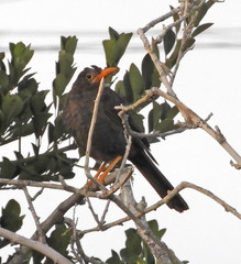 Turdus chiguanco