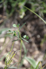 Euphorbia microcarpa
