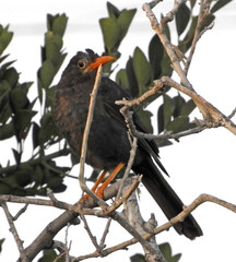 Turdus chiguanco