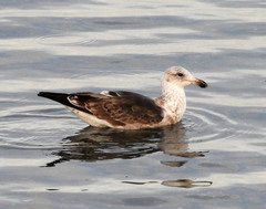 Larus dominicanus