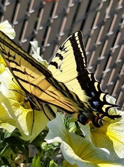 Papilio multicaudata