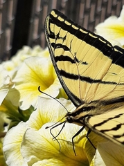 Papilio multicaudata