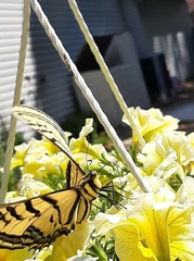 Papilio multicaudata