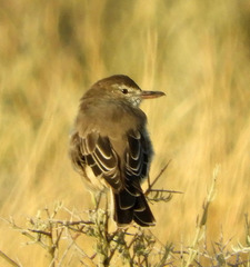 Agriornis micropterus