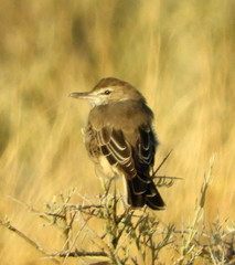 Agriornis micropterus