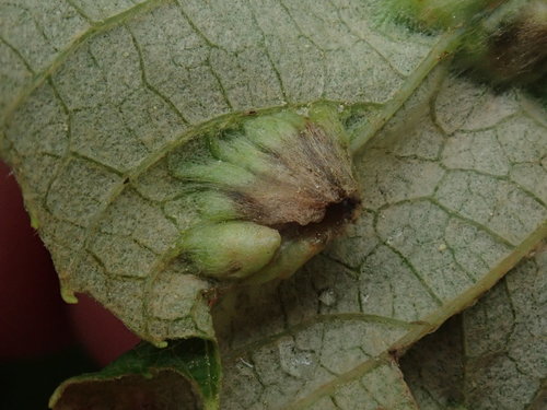 Heliozela aesella photo 2