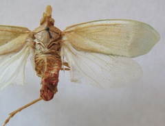 Enchophora prasina