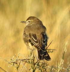 Agriornis micropterus