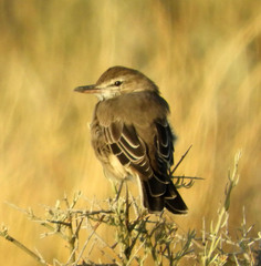 Agriornis micropterus
