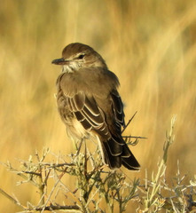 Agriornis micropterus