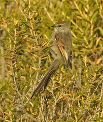 Leptasthenura aegithaloides