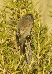 Leptasthenura aegithaloides