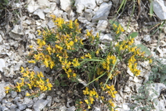 Genista albida