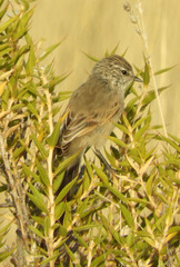 Leptasthenura aegithaloides