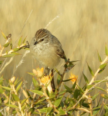 Leptasthenura aegithaloides