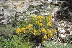 Genista albida