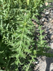 Carduus adpressus