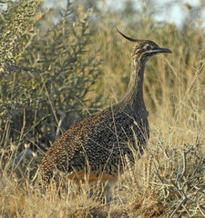Eudromia elegans