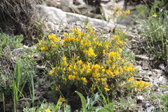 Genista albida