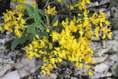 Genista albida