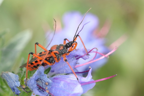 Cimice assassina