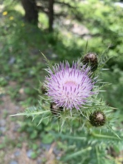 Cirsium obvallatum