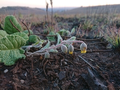 Hermannia transvaalensis