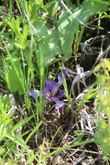 Iris pontica