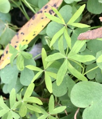 Oxalis bipartita