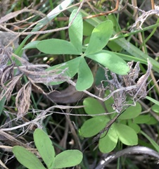 Oxalis bipartita