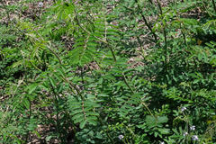 Mimosa asperata