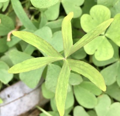 Oxalis bipartita