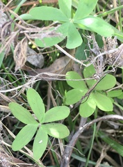 Oxalis bipartita