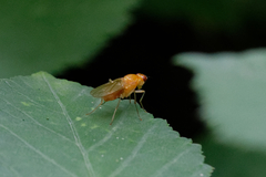 Psila