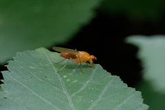 Psila