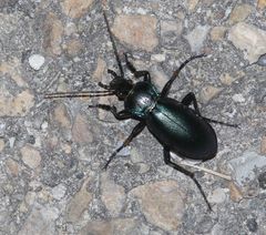 Carabus violaceus picenus