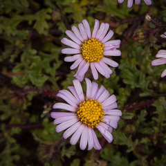 Afroaster erucifolius