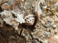 Monilearia phalerata