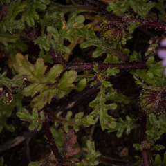 Afroaster erucifolius