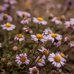 Afroaster erucifolius