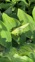 Tettigonia viridissima
