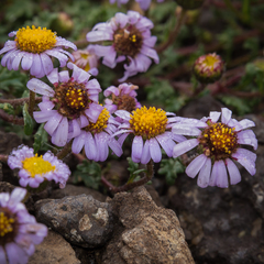 Afroaster erucifolius