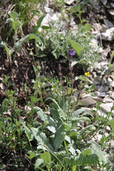 Salvia canescens