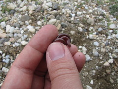 Xerotyphlops vermicularis